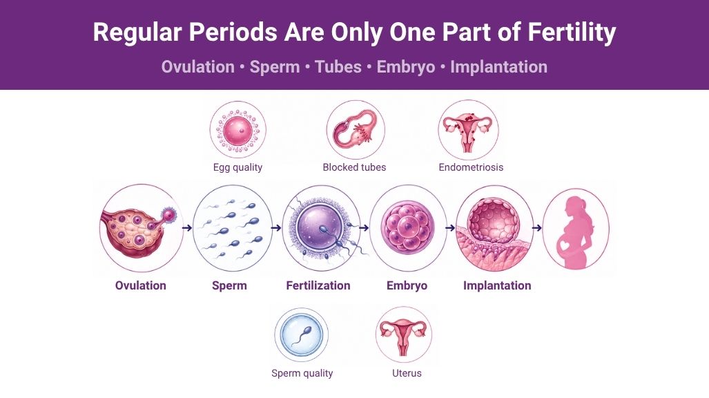 Factors that can affect pregnancy despite regular menstrual cycles