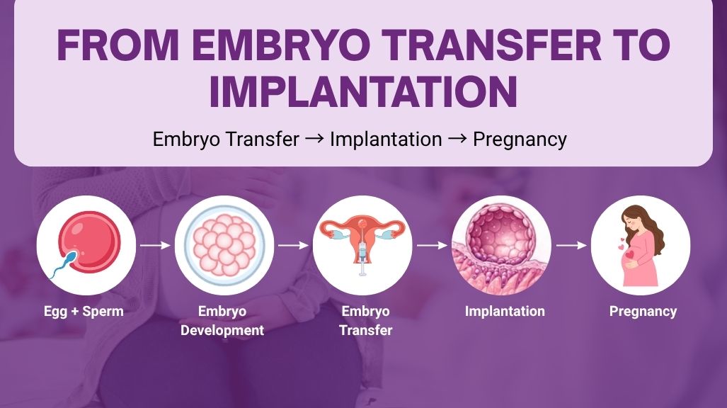 IVF embryo transfer and implantation process